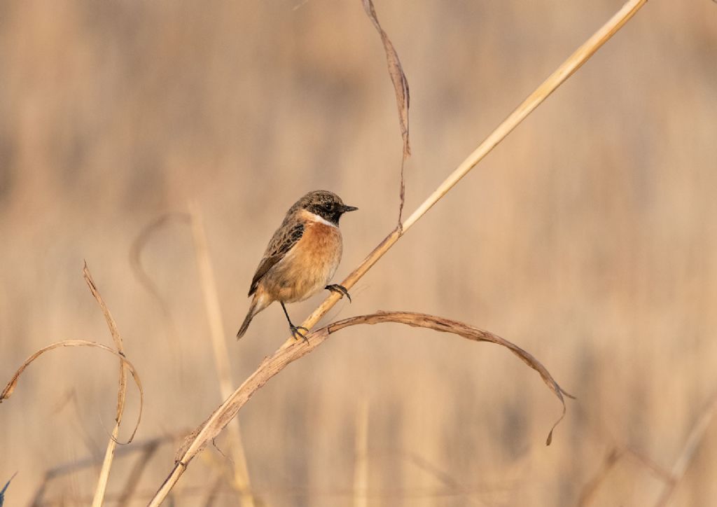 Saltimpalo (Saxicola torquatus)